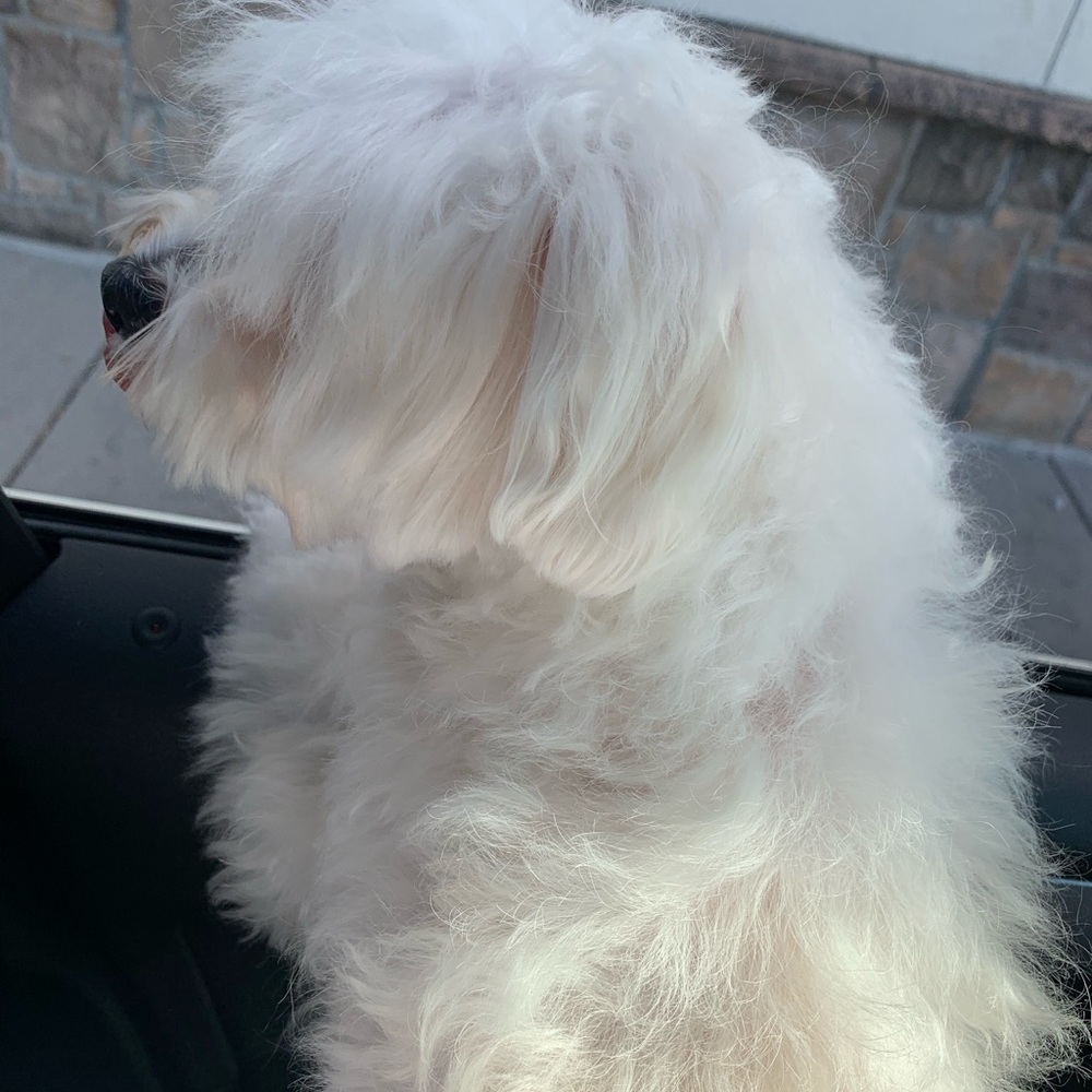 Meet your Posher, Zixuan